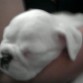 duque durmiendo